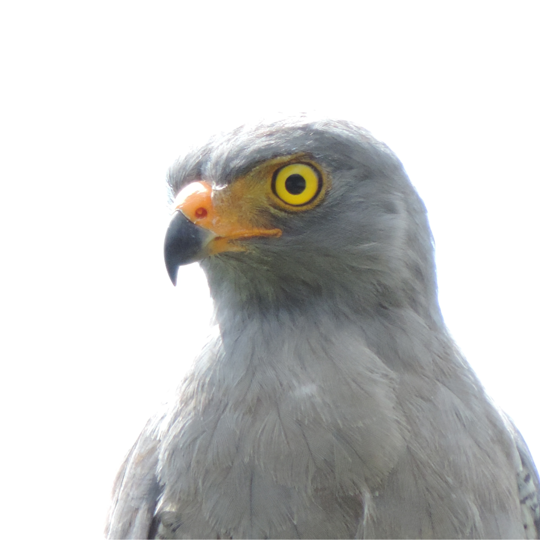 Description of the photo, Aguila